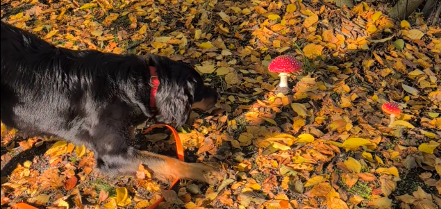 Ein Männlein steht im Walde?